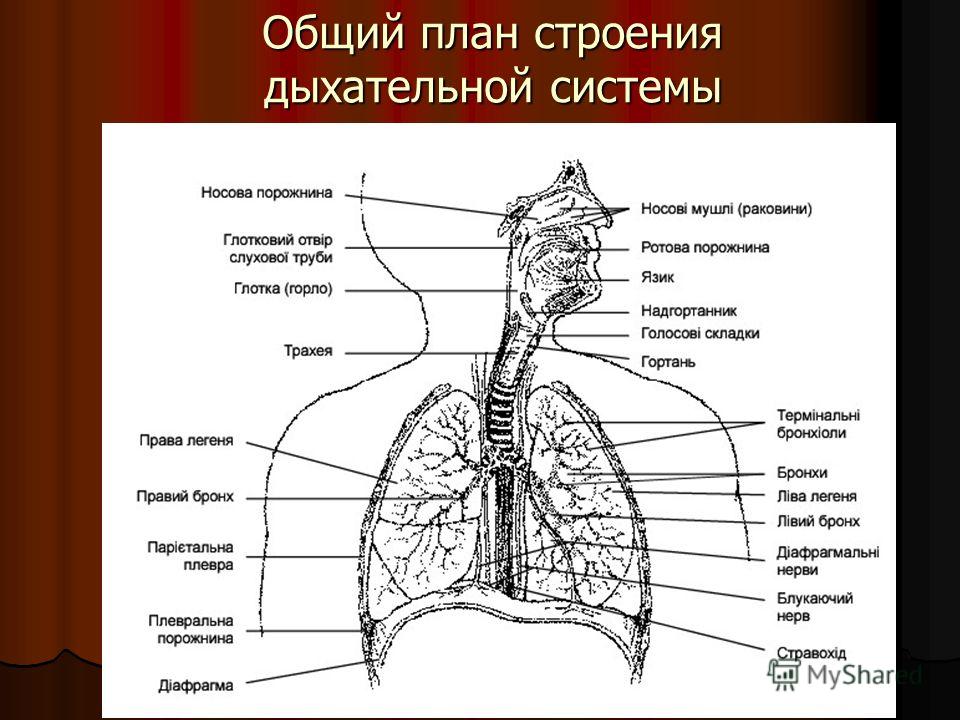 Дыхательная латынь. Дыхательная система человека схема. Строение органов дыхательной системы. Общий план строения дыхательной системы человека. Схема строения дыхательной системы.