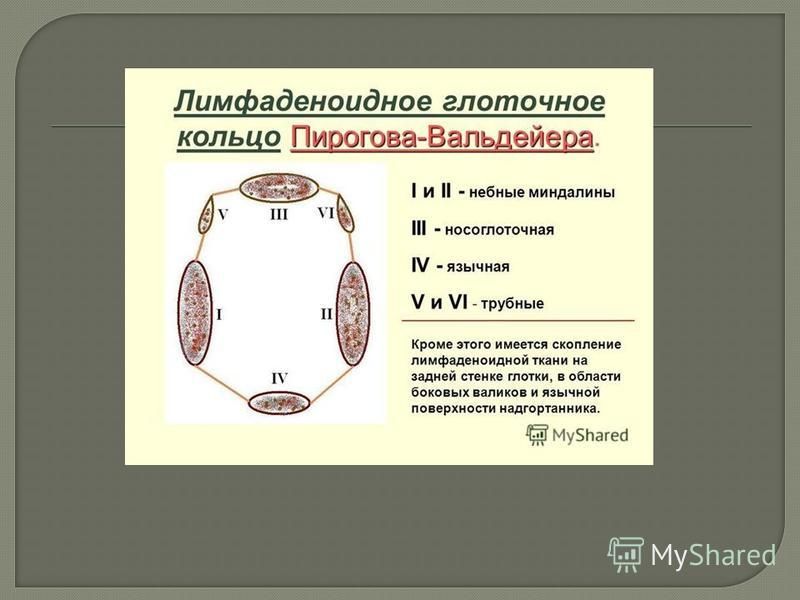 Лимфоидное кольцо блок схема