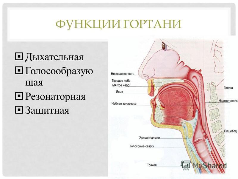 Гортань функции