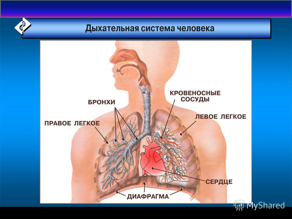 Бронхи и легкие на картинке