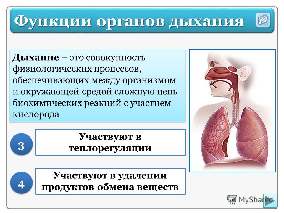 Функции дыхательной системы. Роль органов дыхания в голосообразовании. Роль органов дыхания в обмене веществ. Роль дыхательной системы 3 класс