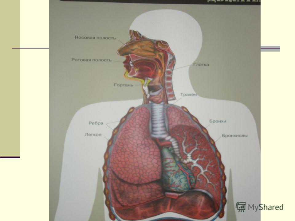 Трахея и пищевод надгортанник. Строение дыхательных путей пищевод трахея. Дыхательная система трахея анатомия человека.