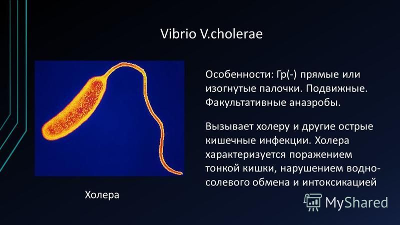 Какой возбудитель холеры. Холерный вибрион это палочки. Бактерии Vibrio cholerae. Холерные вибрионы строение. Возбудитель холерный вибрион.