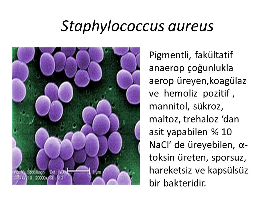 Стафилококк ауреус. S. aureus вызывает. Коагулазоположительные стафилококки. Локализация стафилококка.