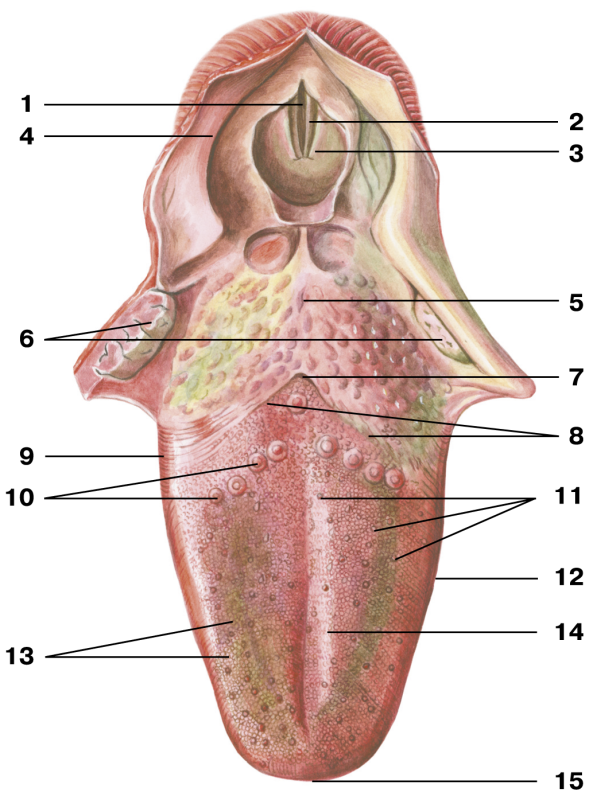 Подъязычная складка. Желобовидные сосочки корня языка. Язычная миндалина анатомия. Грибовидные сосочки языка анатомия. Черпалонадгортанная складка анатомия.
