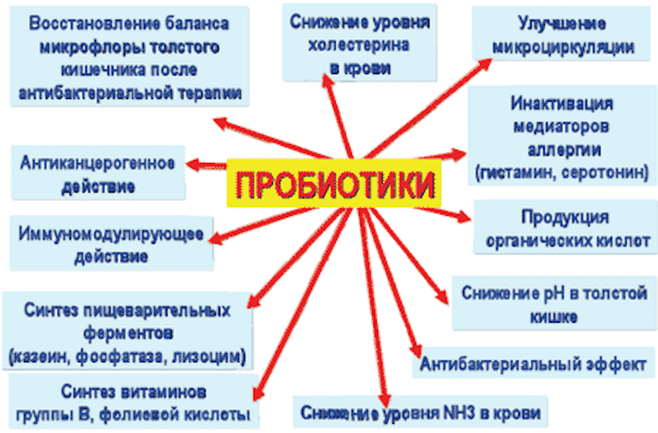 Пребиотик действие. Пробиотики. Пребиотки для кишечника. Проплиотеки. Пребиотики и пробиотики для кишечника.