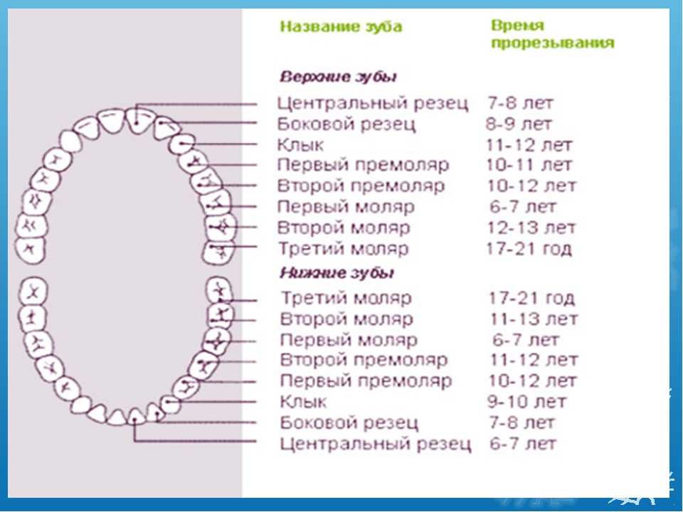 Режутся зубы у ребенка во сколько месяцев. Поочерёдность прорезывания зубов у детей. Медиальные резцы сроки прорезывания. Периоды прорезывания молочных зубов у детей таблица.