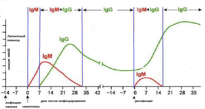Igm в сыворотке крови. IGM антитела. IGM И IGG что это значит. IGG показатели. Инкубационный период антител IGM.