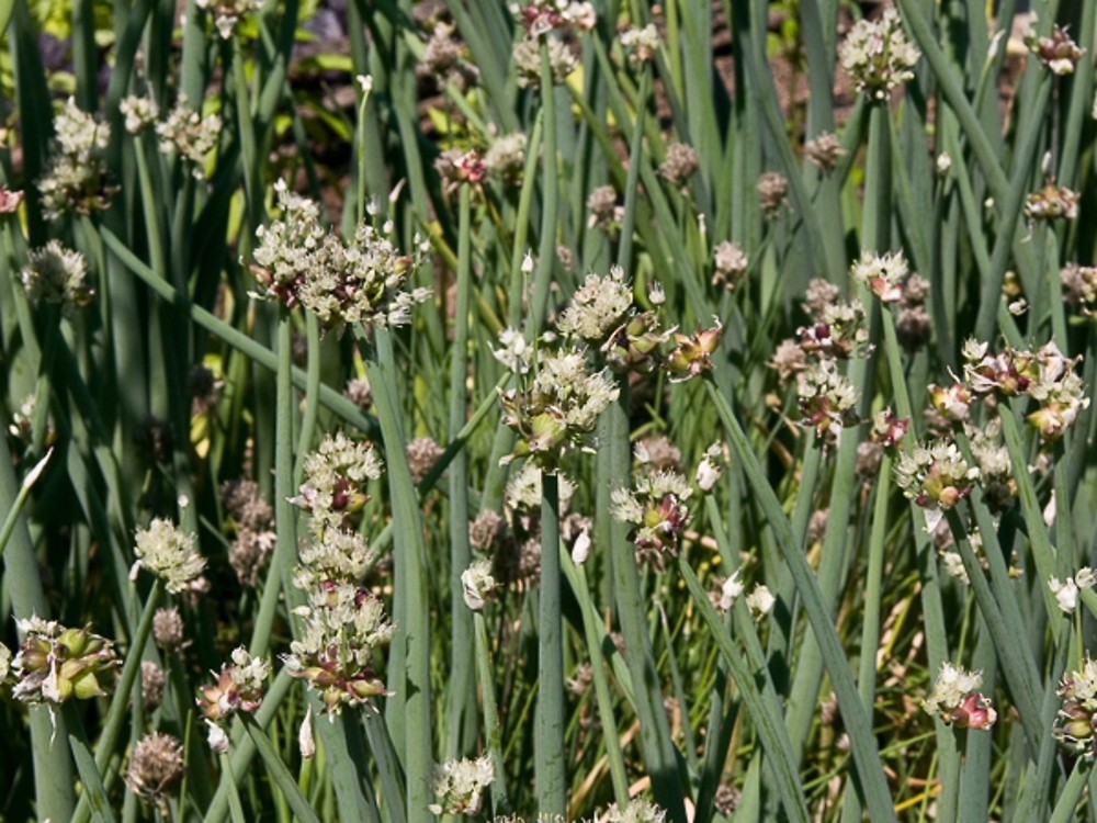 Allium сера