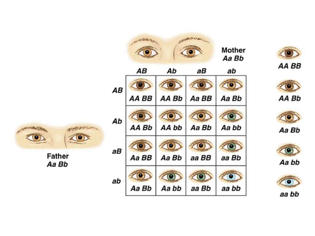 Ген цвета глаз у человека. Наследование цвета глаз от родителей таблица. Генетика цвета глаз человека таблица. Схема наследования цвета глаз у человека. Наследование цвета глаз у человека генетика.
