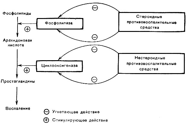 Препараты нестероидные гормоны. Механизм действия стероидных противовоспалительных средств схема. Стероидные противовоспалительные препараты механизм действия. Механизм действия стероидных противовоспалительных. Механизм действия стероидных противовоспалительных средств.