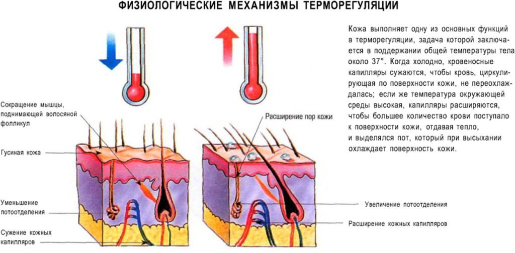 Температура тела в слизистых оболочках. Функция терморегуляции кожи. Терморегуляционная функция кожи. Терморегуляция кожи человека. Механизмы терморегуляции в коже.
