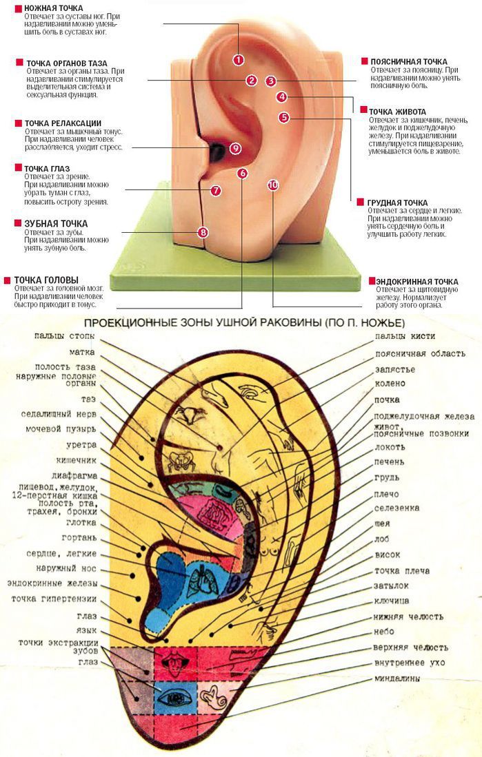 Проекция органов на ухе человека фото