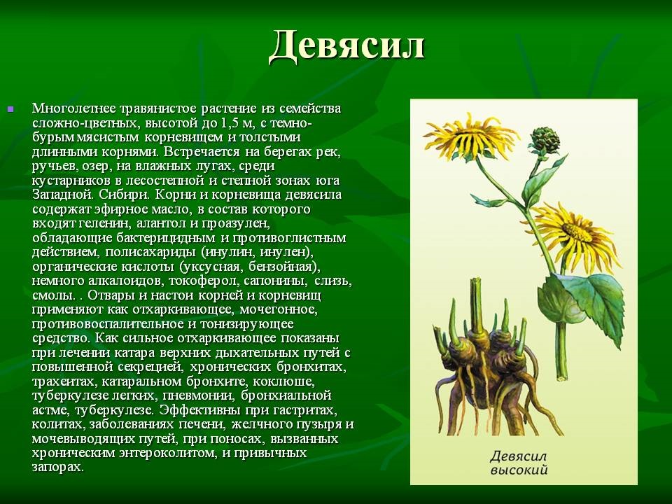 1 травянистое растение. Девясил Любисток. Девясил корень лечебные. Девясил характеристика растения. Девясил описание растения.