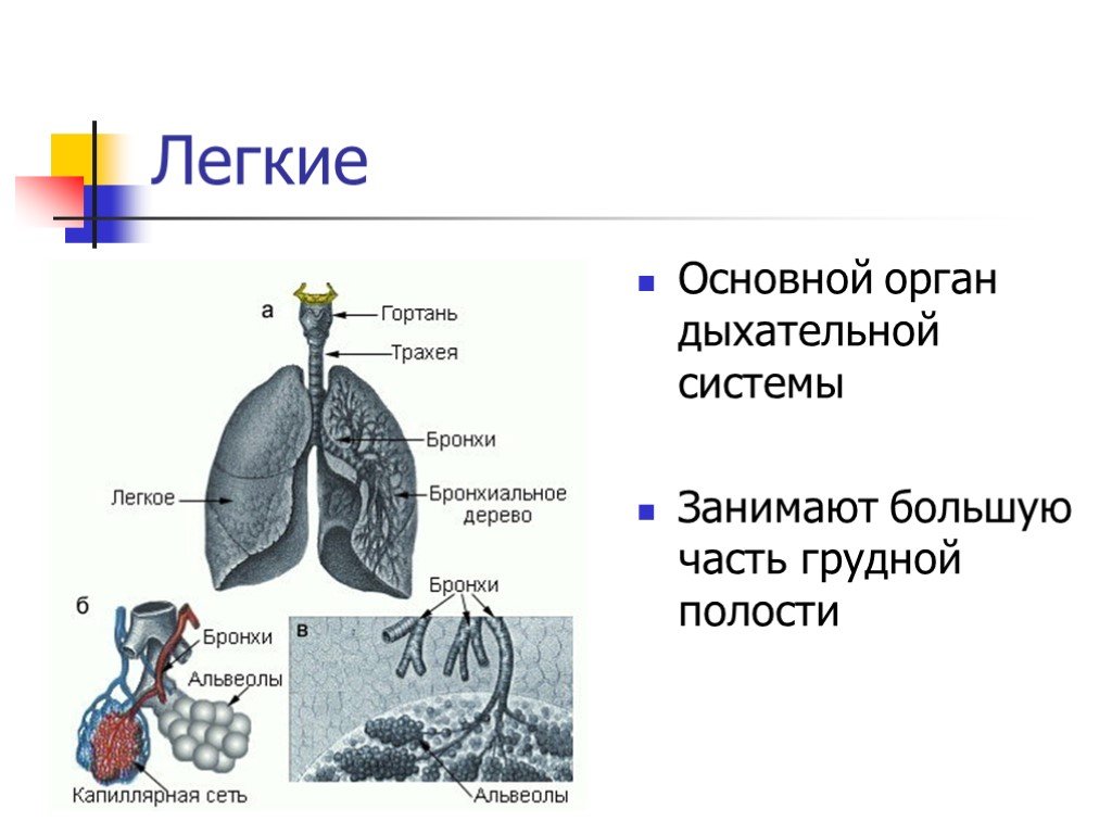 Много информации о легких. Дыхательная система органов дыхания биология 8 класс. Органы дыхания 8 класс биология. Органы дыхательной системы 8 класс. Дыхательная система органов дыхания 8 класс.