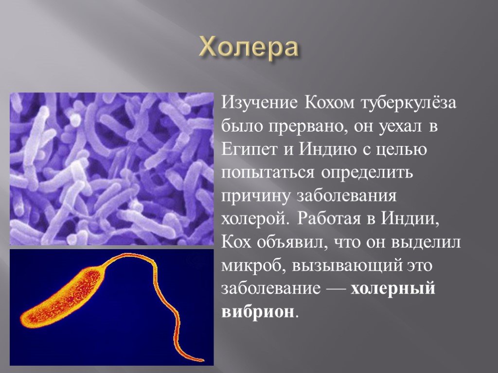 Виды холеры. Холерный вибрион это бактерия. Бактерия холерный вибрион болезни. Вимбрионыбактерии 5 класс биология. Холерный вибрион это палочки.