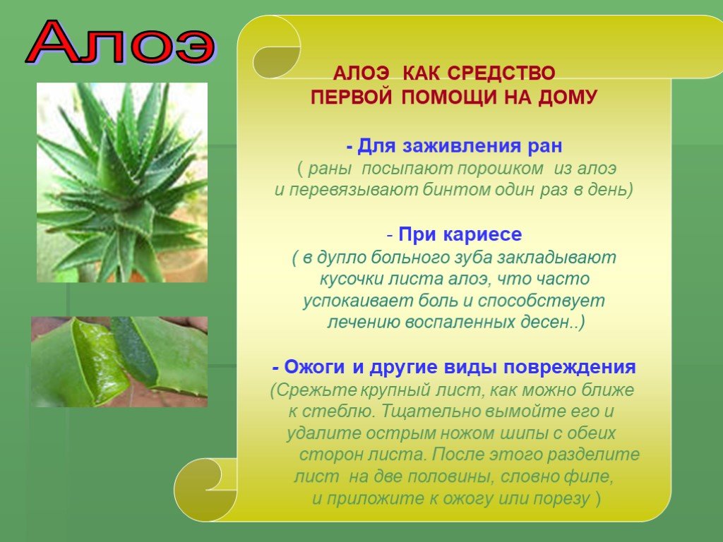 Обладает алоэ. Алоэ комнатное растение. Алоэ лекарственное растение. Алоэ растение комнатное лечебное. Как используется алоэ.