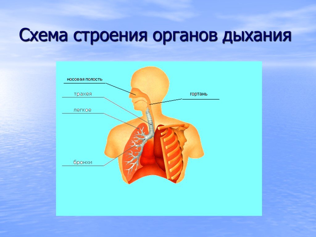 Строение дыхания. Строение органов дыхания. Дыхание строение органов дыхания. Дыхательная система человека фото. Строение и функция органов дыхания у человека.