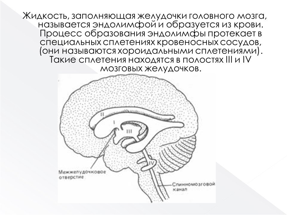 Образования желудочков мозга. 3 Желудочек головного мозга. Мозг коалы схема.