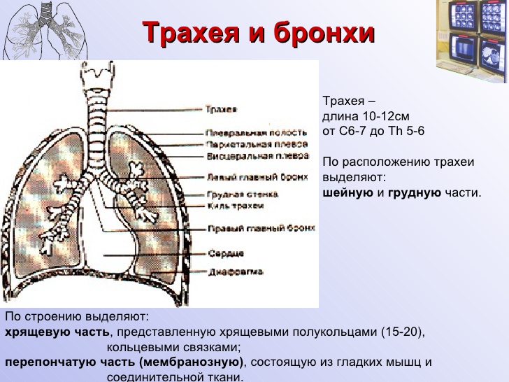 Легкие в грудной клетке. Расположение бронхов у человека спереди. Трахея бронхи легкие анатомия. Где бронхи у человека спереди или сзади. Расположение трахеи бронхов и легких.