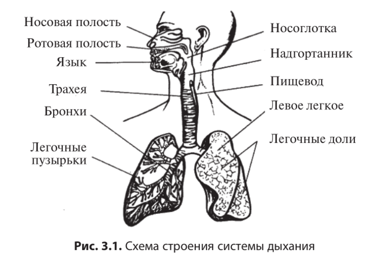 Дыхательная система организма. Система органов дыхания схема. Органы дыхательной системы схема. Строение дыхательной системы человека. Строение органов дыхательной системы рисунок.