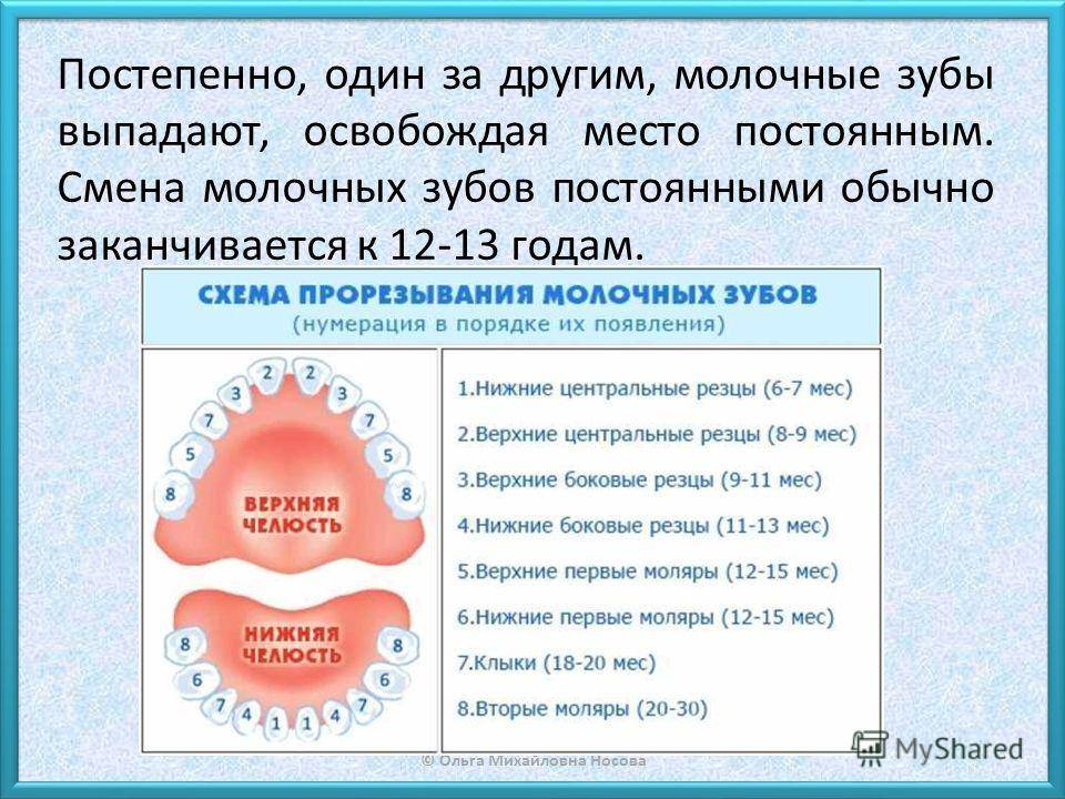 Как выпадают молочные зубы у детей схема выпадения