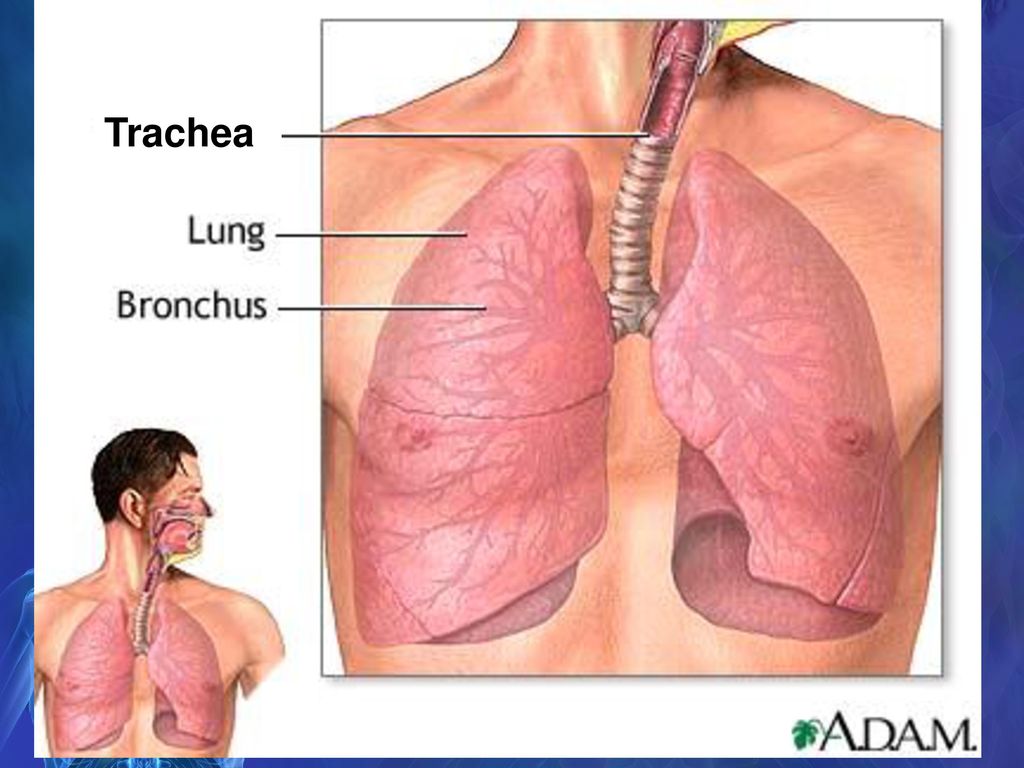 Где у человека находятся бронхи показать на картинке