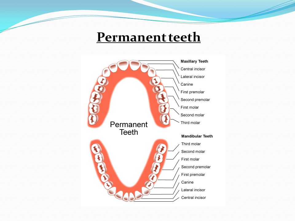 Постоянные зубы схема