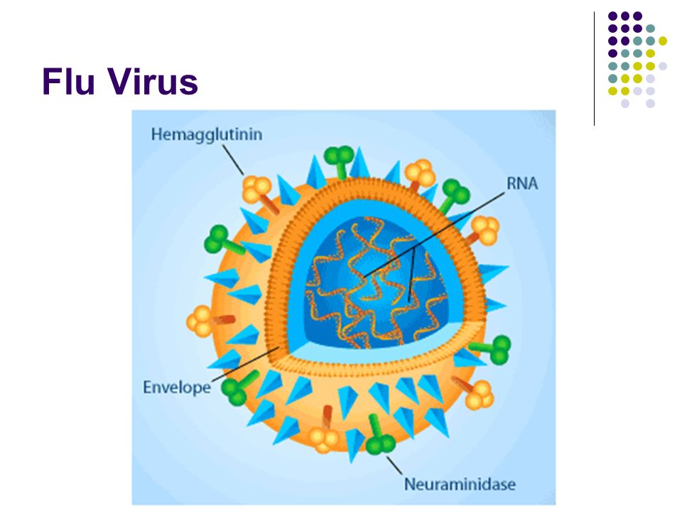 Рнк вирус гриппа а. Вирус гриппа. Строение вируса гриппа. Макет вируса гриппа. Модель вируса гриппа своими руками.