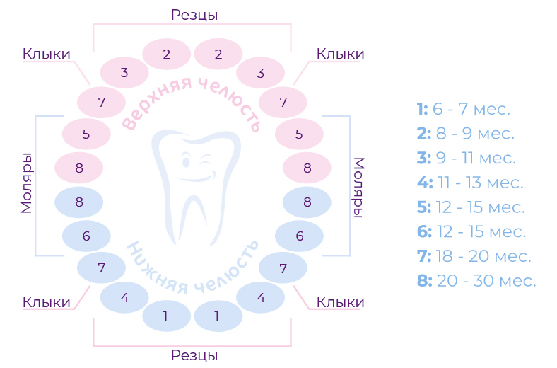 Картинка молочных зубов у детей схема роста