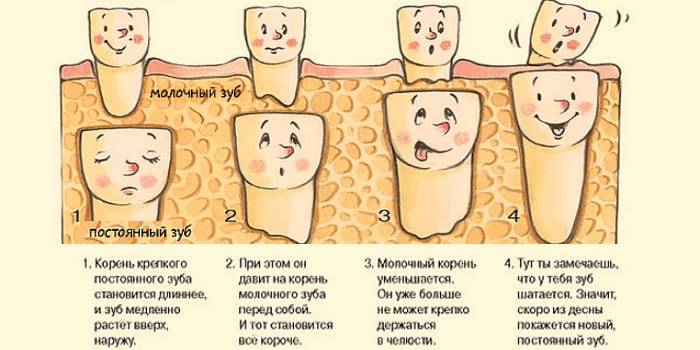 Когда выпадают молочные зубы у детей схема форум