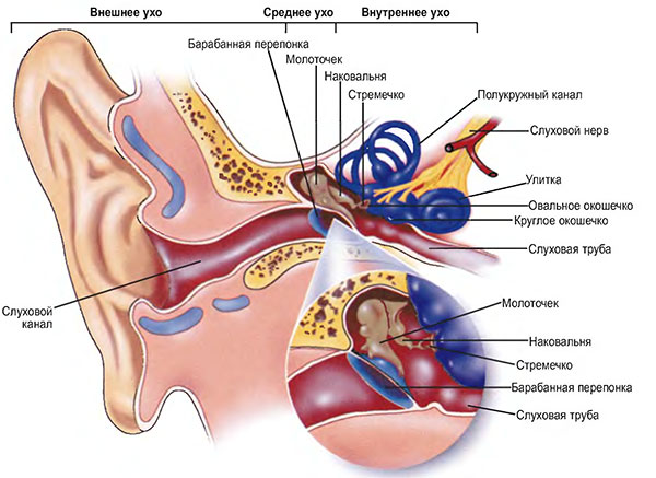 Полость внутреннего уха заполнена воздухом. Внутреннее ухо полукружные каналы. Строение внутреннего уха.