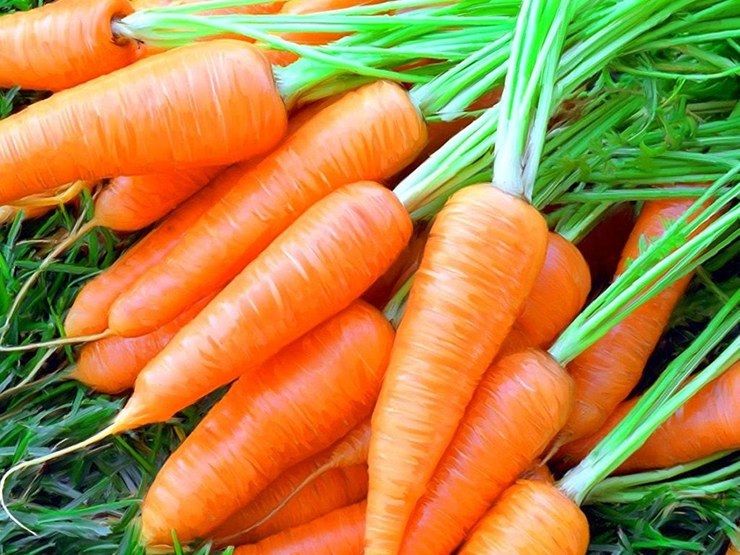 можно ли морковь при грудном вскармливании