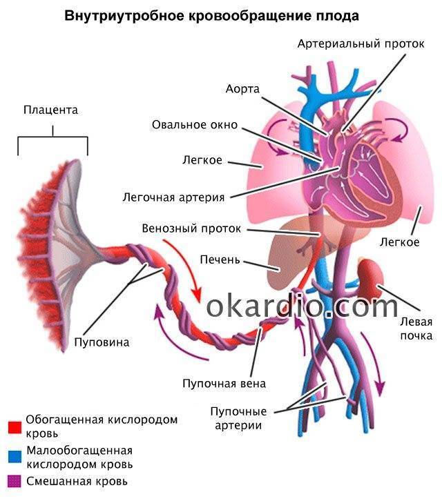 Овальное окно у новорожденных форум. Кровообращение плода. Кровообращение плода животных. Открытое овальное окно. Широкое овальное окно у плода.