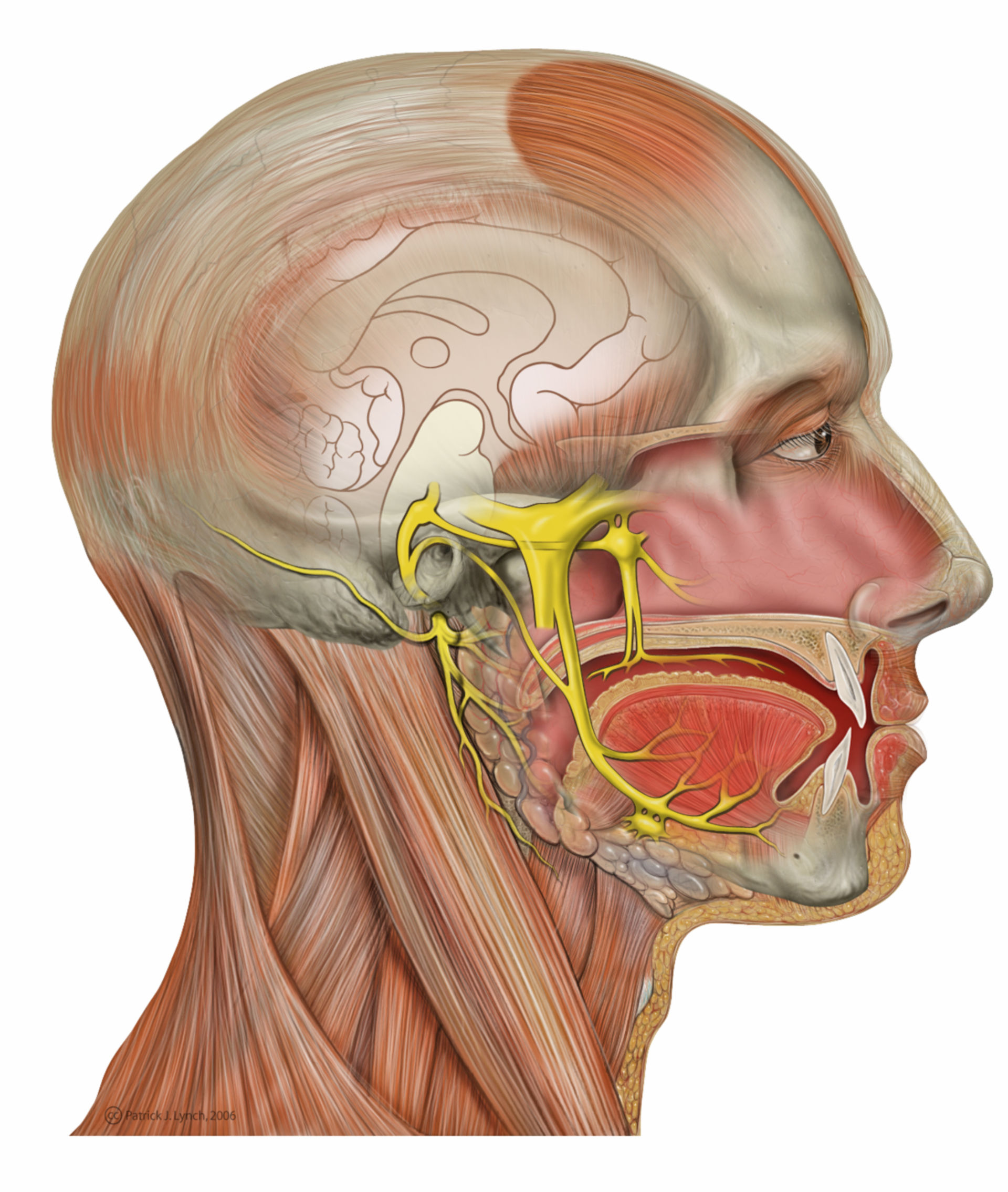 Троичный лицевой нерв воспаление лечение. Nervus Facialis. Неврит и невралгия тройничного нерва. Nervus trigeminus. Ганглий тройничного нерва анатомия.