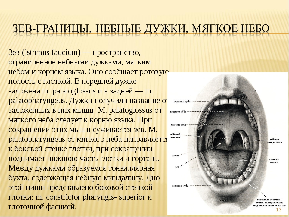 Задняя полость рта. Анатомия зева строение небных миндалин. Небные дужки и небные миндалины. Строение ротовой полости миндалины.