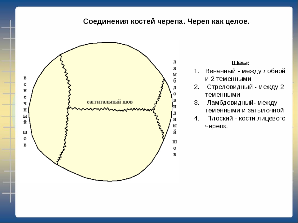 Место соединения костей черепа. Швы черепа венечный шов. Соединение костей черепа швы. Соединения костей черепа анатомия швы. Соединение костей черепа анатомия.