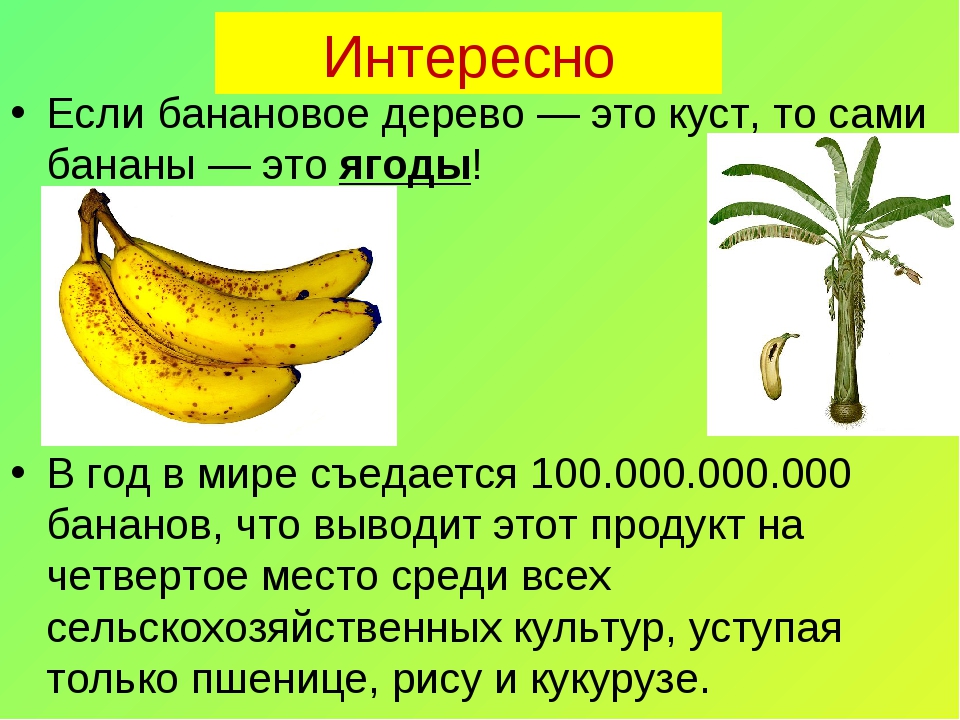 Банан это трава фрукт овощ или ягода