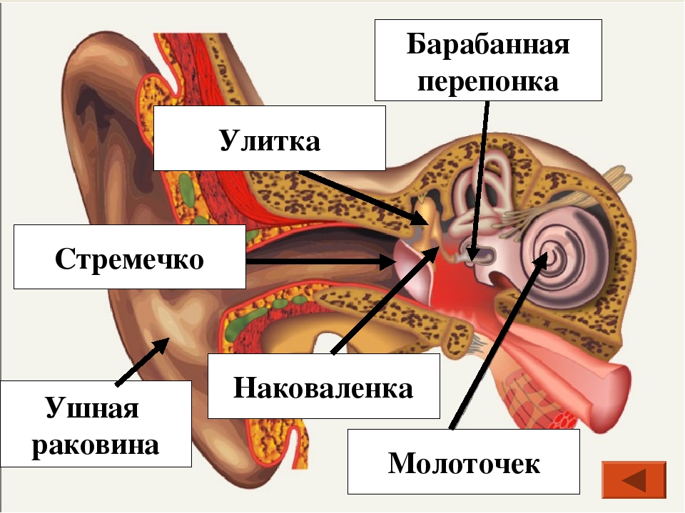 Глубокая ушная раковина. Барабанная перепонка строение уха. Анатомия уха барабанная перепонка. Строение барабанной перепонки анатомия. Схема барабанная перепонка барабанная.
