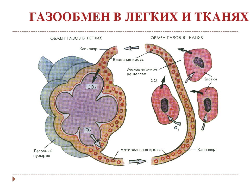 Газообмен в легких и тканях презентация