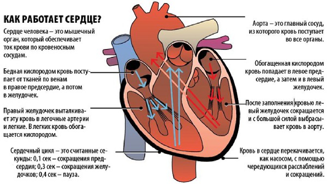 Предсердие болезни. Работа сердца. Схема работы сердца. Как работает сердце человека.