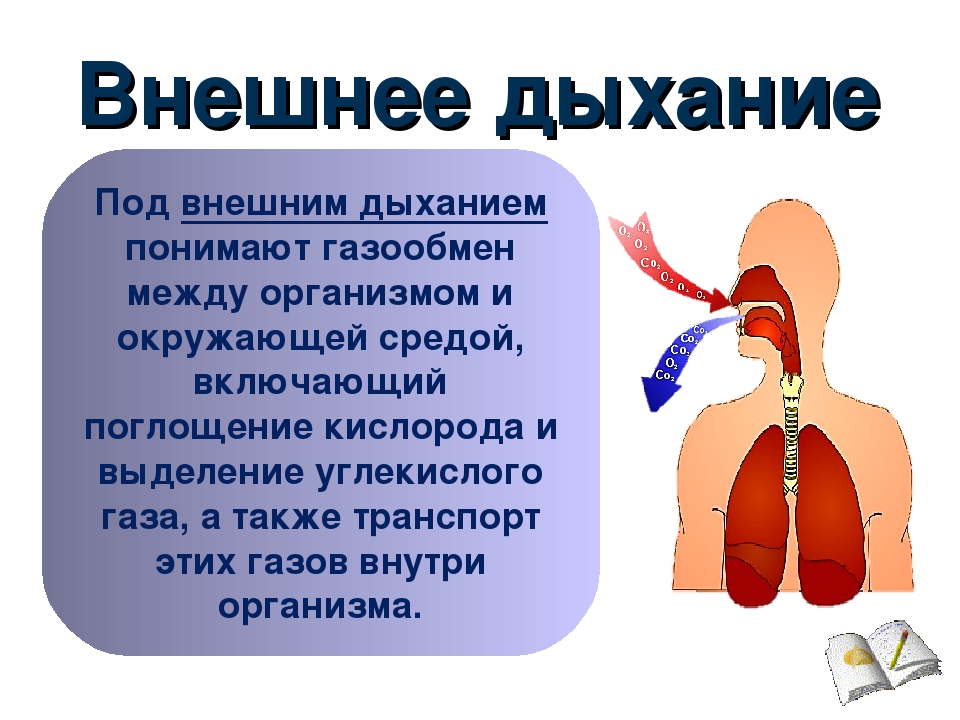 Дыхательным воздухом называют. Значение дыхательной системы для организма человека. Дыхательная система система биология 8 класс. Дыхательная система презентация. Дыхательная система человека сообщение.