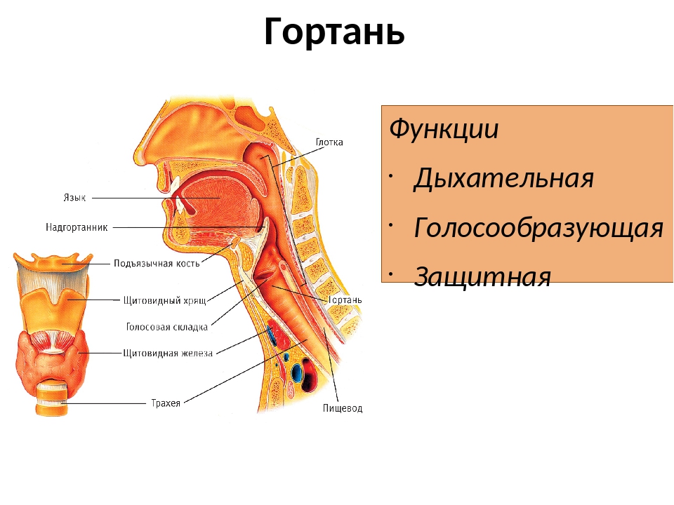 В какую систему органов входит гортань. Глотка и гортань анатомия. Горло человека строение и функции.