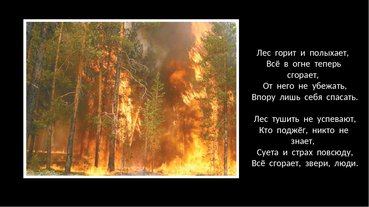 Песни леса стихи. Стихотворение Лесной пожар. Лес не горит. Лес горит стихи. Цитаты про лес.
