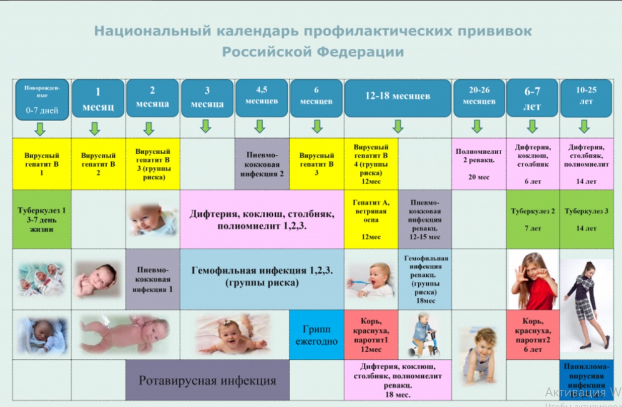 Национальный календарь прививок презентация