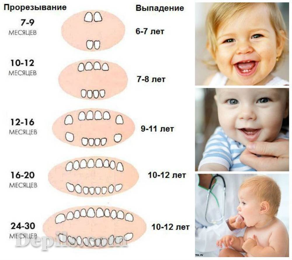 Скольки месяцев режутся зубы. Зубки у малышей порядок прорезания по месяцам. Зубы у детей порядок прорезывания и Возраст до года. Возраст прорезывания первых зубов у детей таблица. Зубы у детей порядок прорезывания молочных зубов до года.