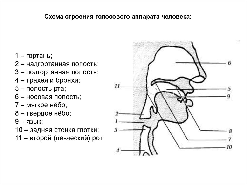 Органы речи картинка для детей