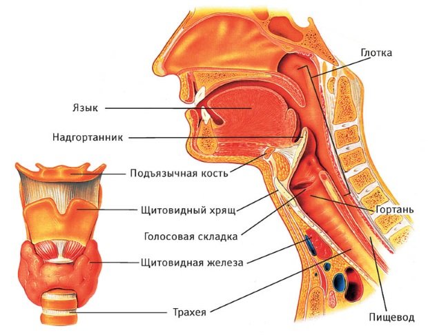 Схема расположения органов