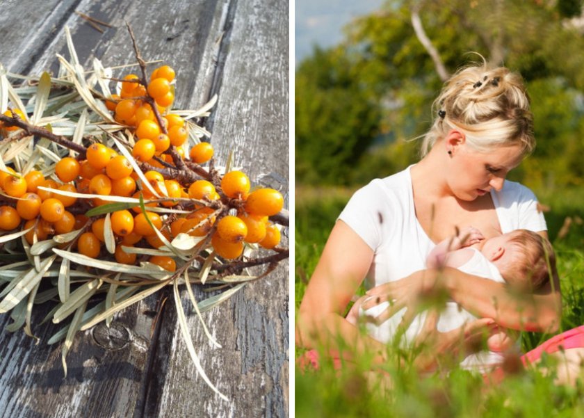 Облепиха при грудном вскармливании