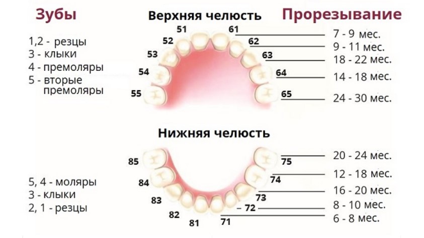 Температура на зубы как отличить. Зубы у детей схема прорезывания. Прорезывание зубов у детей 1 моляр. Схема прорезывания молочных зубов у детей до 2 лет. Таблица прорезывания постоянных зубов у детей.